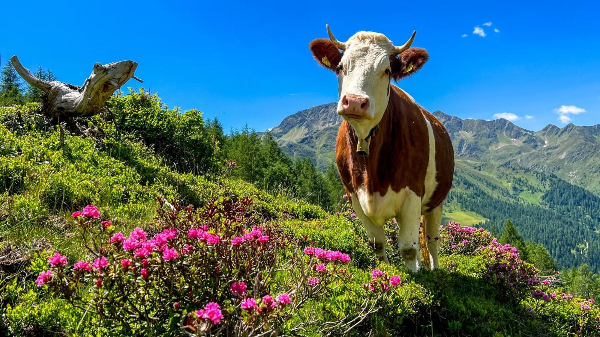 Die Natur Residenz Innervillgraten Esterno foto